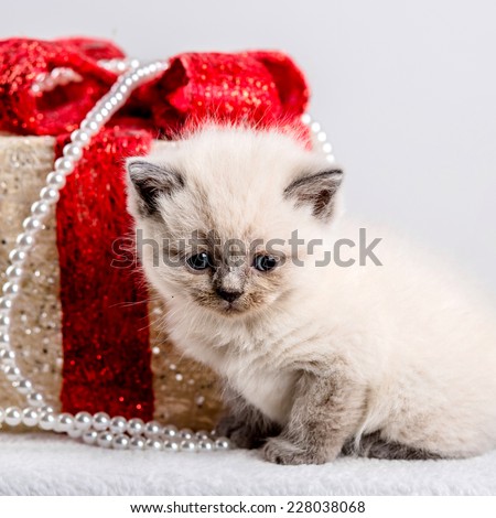 cat kitten kitty christmas toy gift present