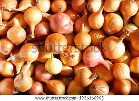 onions and their husks. Onion texture with yellow peel close-up. Onions with golden husks on the counter in the store. onion with roots among onion skins, top view close-up in selective focus
