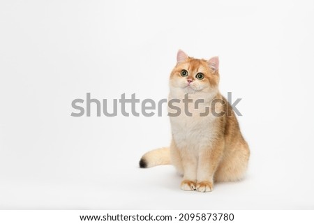 Similar – Image, Stock Photo tabby red cat with white paws is lying on his side on a table with tablecloth and looks obliquely into the camera.