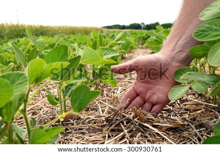 An innovative method of growing grain wheat, soybeans, corn. Hand men on the background field. Humus in the field with plants. A man checks the soil fertility and humus. Soil protection from sunlight.
