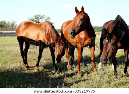 A horse walks in the field. The foal is walking with his parents in a meadow. Little pony. Thoroughbred horse breed. Thoroughbred a stallion. Three huge horse racing.