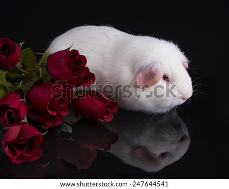A cute white American breed guinea pig on a reflective black surface with some red roses.