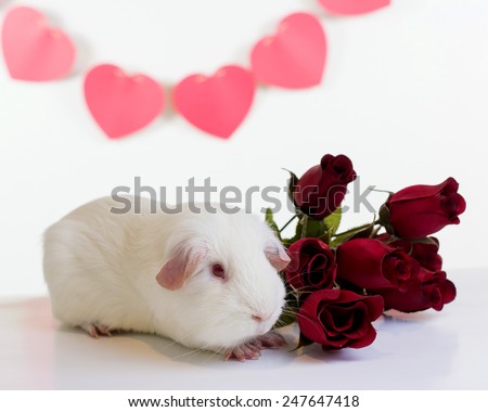 An American breed, white guinea pig with roses and hearts.