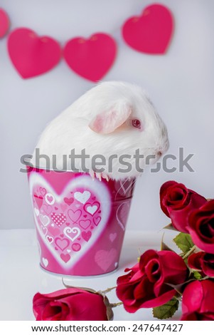 An American breed, white guinea pig sits in a Valentine's theme bucket with red roses and hearts.
