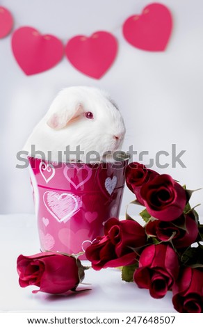 An American, white, guinea pig sits in a Valentine\'s Day themed bucket with red roses and hearts.