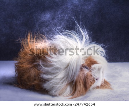 A guinea pig\'s hair is blowing in the wind with a puff of white powder.