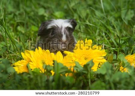 A baby guinea pig sitting in green grass with some bright yellow flowers.