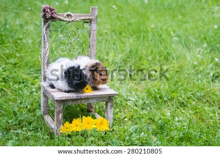 Two guinea pigs on a cute chair in the grass with some bright yellow flowers.