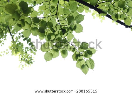 Under the tree shade. Green leaves