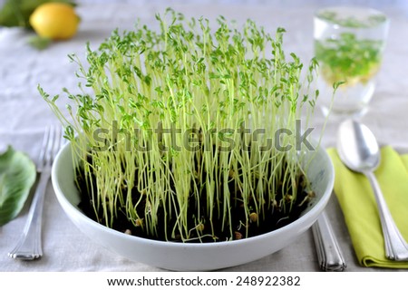 Vegan. Dish of sprouts to illustrate the love for the green and the love for the vegetarian, natural and bio philosophy.