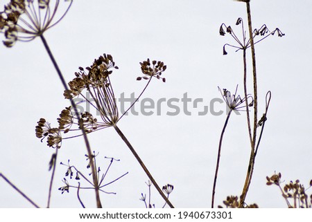 Similar – Foto Bild Winter-Dill-Saatkopf