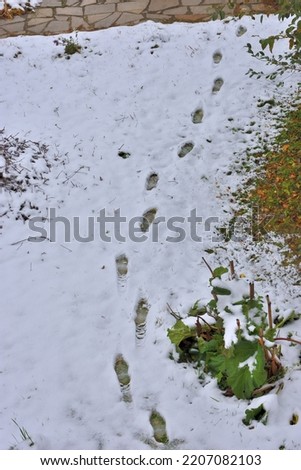 Similar – Image, Stock Photo frosty walk Feet Plant