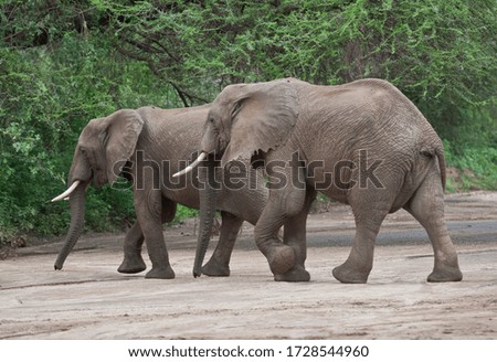 Similar – Foto Bild Elefanten im Fluss in Pinnawella