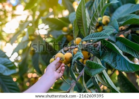 Similar – Image, Stock Photo Loquat tree with ripe fruits against blue sky