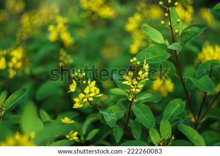 yellow flowers with green background
