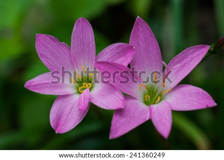 The purple rain lily flower