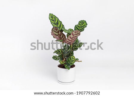 Similar – Image, Stock Photo Calathea makoyana leaf closeup