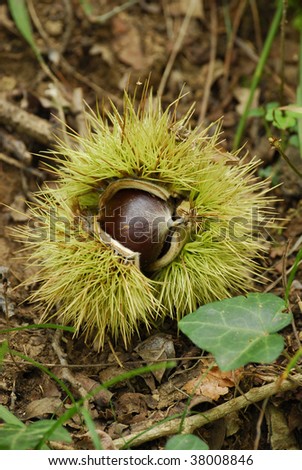 Fresh sweet chestnuts inside opening spikey case in the fall .