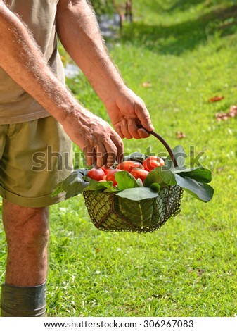 Farmer hands collecting cutting tomato crop from tree. Harvesting tomato crop.