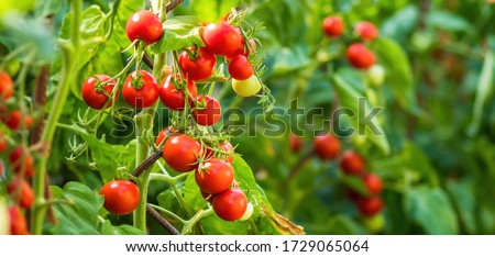 Ripe tomato plant growing in greenhouse. Fresh bunch of red natural tomatoes on a branch in organic vegetable garden. Blurry background and copy space for your advertising text message.