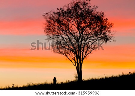 Sunset orange sky background tree silhouette with people.