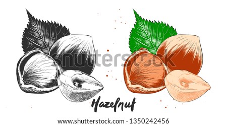 Vector engraved style illustration for posters, decoration and print. Hand drawn etching sketch of hazelnuts in monochrome and colorful. Detailed vegetarian food linocut drawing. 