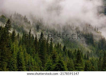 Similar – Image, Stock Photo Misty pine tree forest in the mountains in early morning