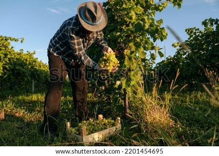 Similar – Image, Stock Photo Vineyard.  One vine stick after the other . With a wide walkway . Right and left are the green vines.