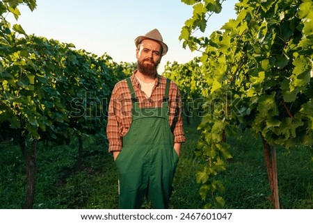 Similar – Image, Stock Photo Vineyard.  One vine stick after the other . With a wide walkway . Right and left are the green vines.