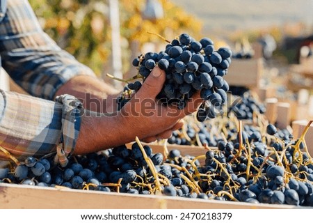 Similar – Image, Stock Photo Crop person with grapes in studio