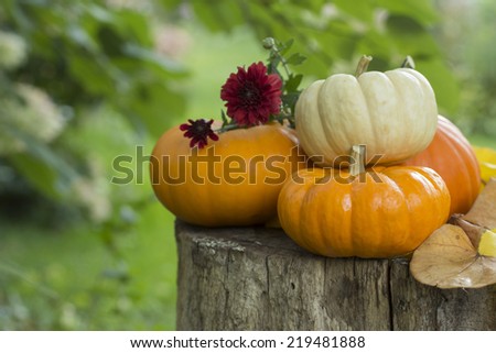 Cluster of mini pumpkins on stump