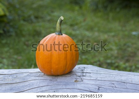 Tall mini pumpkin on weathered log with blurred green grass background