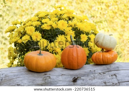 quartet of mini pumpkins on old log with yellow mums  sunny  background