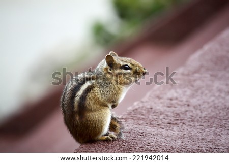 Eastern Chipmunk posed on a deck