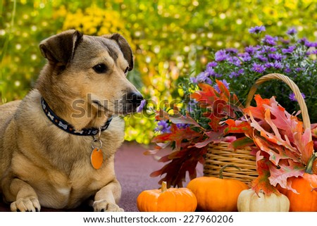 Resting dog,  pumpkins and fall leaves, dog in autumn background, selective focus
