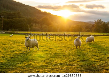 Similar – Image, Stock Photo Sheep in a meadow sheep