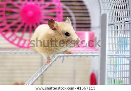 Hamster peeps out of the cell