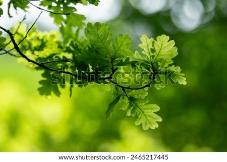 Similar – Image, Stock Photo oak leaves Oak tree Green