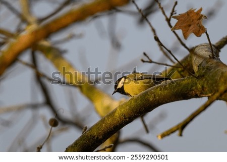 Similar – Foto Bild Kohlmeise auf blattlosem Weigela florida-Zweig in kaltem Wintertag