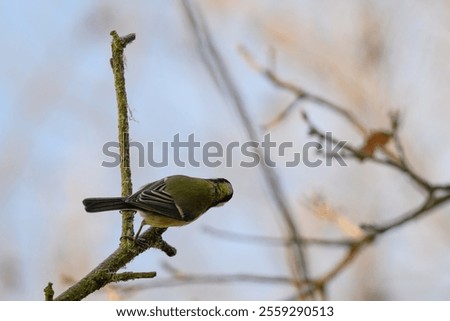 Similar – Foto Bild Kohlmeise auf blattlosem Weigela florida-Zweig in kaltem Wintertag