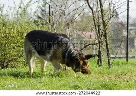 Alsatian dog eats grass