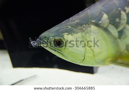 big fish in an aquarium detail on the head
