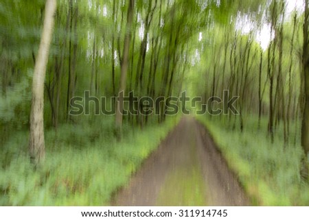 forest road painting camera