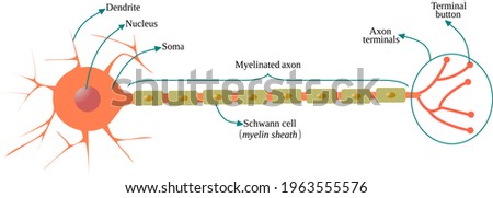 Multipolar neuron with myelinated axon