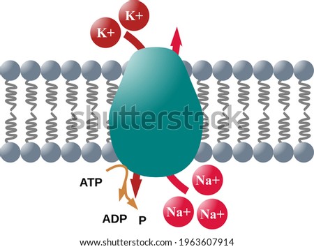 Sodium-Potassium ATPase pump, electrogenic transmembrane ATPase
