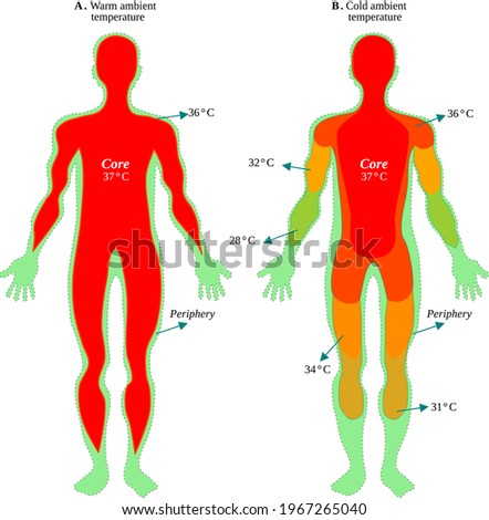 Body core and peripheral temperatures