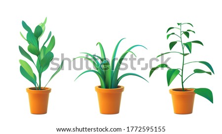 Vector set houseplant chlorophytum and ficus in pot, realistic tree front view. 3D Illustration green  of indoor plant isolated on white background.