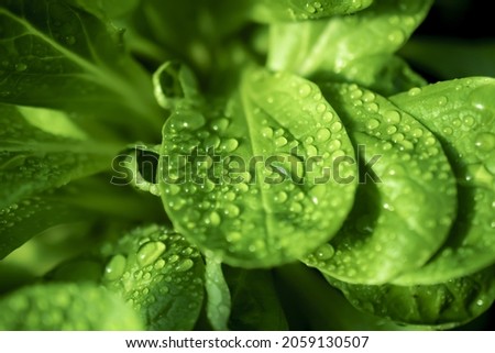 dew drops of salad leaf .vegetables ,lambs lettuce salad leaf in garden, feldsalat,vitamin,vegetable food.  fresh food. green leaf. macro.background .gardener . Imagine de stoc © 