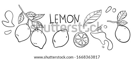Lemon vector doodle elements and lettering set. The inscription "lemon", the hand drawn outline of whole fruit, lemons on a branch, cut lemon, lemon leaves, splashes of juice. Black line art on white.