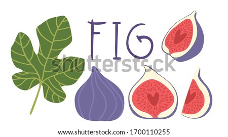 Fig vector cartoon elements and lettering set. The inscription 